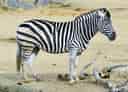 動物図鑑・サバンナシマウマの写真 2